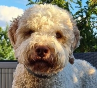 Lagotto Zuchtrüde  Lui juli 2020.jpg