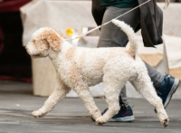 Lui Lagotto.jpg