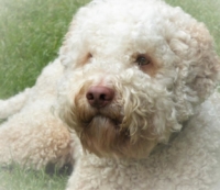 Lagotto Romagnolo Deckrüde Cody.JPG