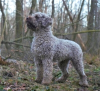 Lagotto Romagnolo Lucrezio.JPG