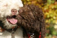 Lagotto Romagnolo von der Lauchertquelle