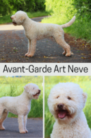 Avant-Garde Art Neve.png
