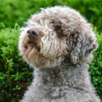 Lagotto Romagnolo Lucky 9.JPG