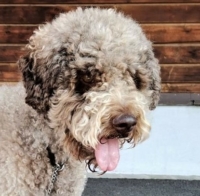 Lagotto Lucky Toplica Truffles.jpg