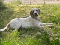 Bibi
