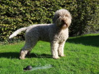 Lagotto-Avalon.JPG