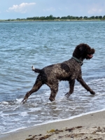 IMG_0341.jpeg