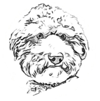 Aslan-Kopf.jpg