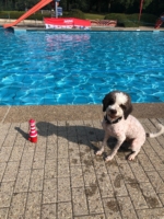 Ein letztes mal Abschwimmen vor der Niederkunft.jpg