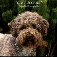 Casa Illare 2026-06-25 um 10.23.41.png