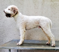 Lagotto Romagnolo Estasi (2).jpg