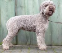 Lagotto Romagnolo.JPG