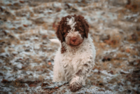 Achille