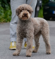 Lagotto Romagnolo Lucky.JPG