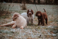 Bibi mit Achille und Anis